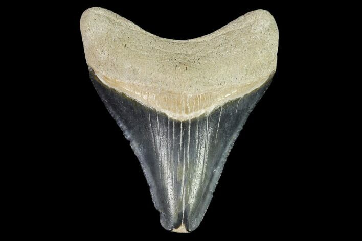 Fossil Megalodon Tooth - Florida #108401